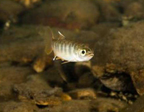 coho salmon