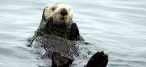Southern_sea_otter