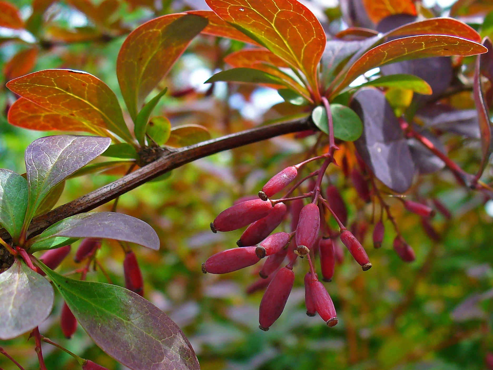 The European Barberry A Plant That Makes Complex