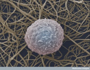 B0007654 Human white blood cell