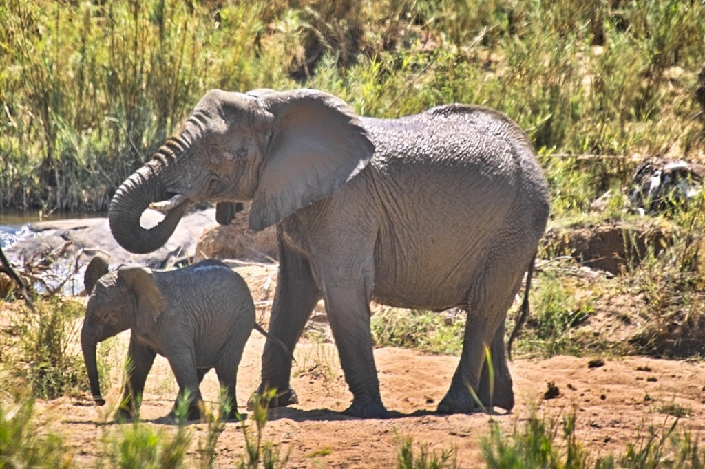 Elephants