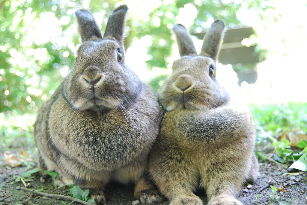 TwoRabbits